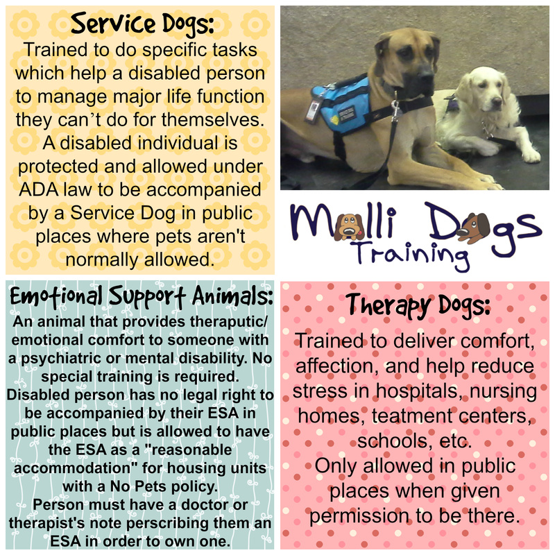 Therapy Dogs - Molli Dogs